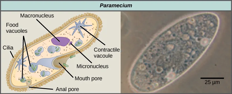 Two-panel figure titled 'Paramecium': (left) a labeled cutaway illustration of a shoe-shaped cell showing cilia, food vacuoles, the macronucleus, micronucleus, two contractile vacuoles, a mouth pore, and an anal pore; (right) a light micrograph of an actual Paramecium of similar shape, a 25 µm scale bar shown.