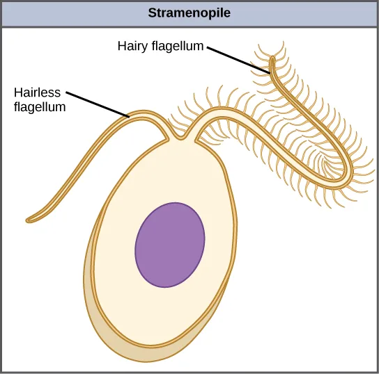 A labeled line drawing of an egg-shaped stramenopile cell with a purple central nucleus, one smooth 'hairless flagellum' trailing from the narrow end, and one much longer 'hairy flagellum' fringed along its length with fine bristle-like projections.