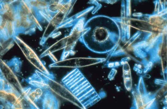 A light micrograph of assorted blue-tinted diatoms of varied shapes and sizes: several tube- and diamond-shaped forms, one disk-shaped diatom with a visible central hub, and another disk viewed end-on showing radial grooves.