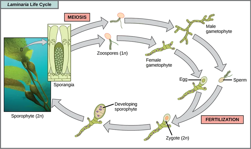 A titled life-cycle diagram, 'Laminaria Life Cycle,' running from a photo of the kelp sporophyte through meiosis, male and female gametophytes, fertilization, and a developing sporophyte back to the mature kelp, with a labeled sporangia cross-section inset.