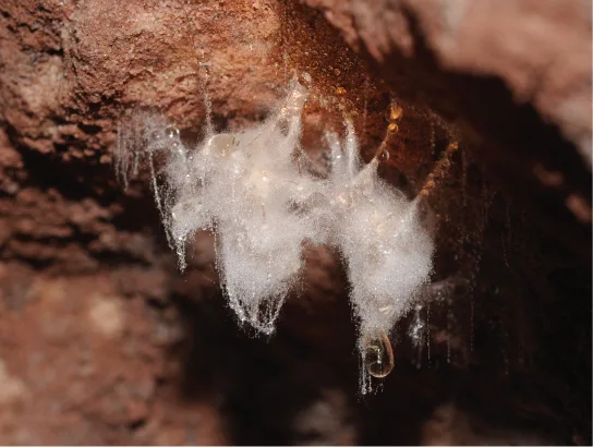 A photo of a white, fuzzy, mucous-like mass of oomycete filaments engulfing a dead insect on a reddish rock surface.