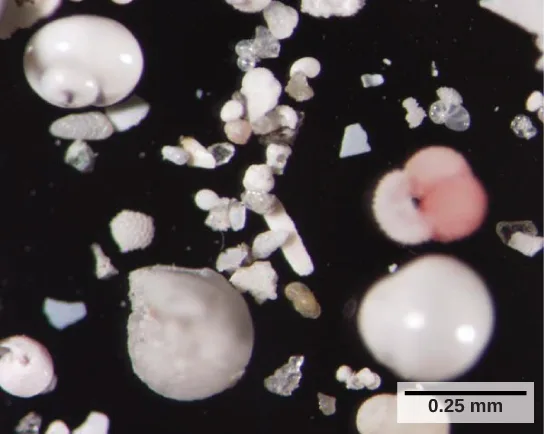 A dark-field photo of small, white, clamshell-like foraminiferan tests and shell fragments scattered against a black background, one test tinted pink, a 0.25 mm scale bar at lower right.