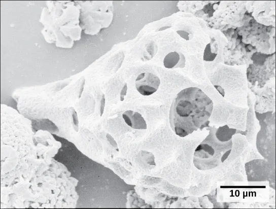 A scanning electron micrograph of a teardrop-shaped, hollow radiolarian shell riddled with round holes, its glassy silica surface perforated throughout, a 10 µm scale bar at lower right.