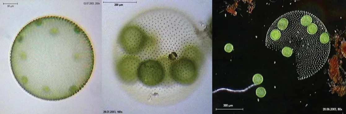 Three side-by-side light micrographs of Volvox colonies: a translucent sphere studded with small dark-green daughter cells; a similar colony at higher magnification with several large green daughter cells pressing outward; and a torn, ruptured sphere releasing some green cells against a dark background while others remain attached.