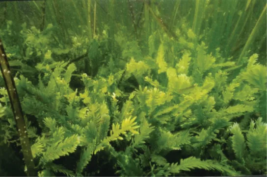 An underwater photo of dense, feathery, fern-like green Caulerpa fronds carpeting the sea bottom, growing beside taller blade-like seagrass stems.