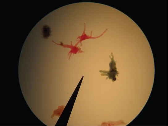 A light micrograph of an amoeba with an irregular, lobed, dark orange body and long, thin, radiating pseudopodial projections extending outward against a brownish background.