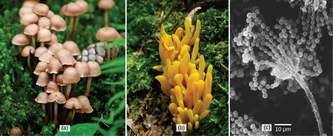 Part a is a photo of a cluster of tan mushrooms with bell-shaped caps on slender stalks, growing among moss. Part b is a photo of a bright yellow-orange coral fungus with lobed, finger-like branches growing among moss. Part c is an electron micrograph of a slender fungal stalk that branches into long chains of round spores, with a 10 µm scale bar.