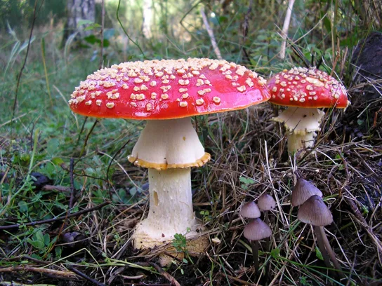 Photo of two Amanita muscaria mushrooms growing among grass and dead leaves: a large mushroom with a wide, glossy red cap dotted with white wart-like patches sits beside a smaller mushroom of the same kind, with a cluster of small gray mushrooms growing at their base.