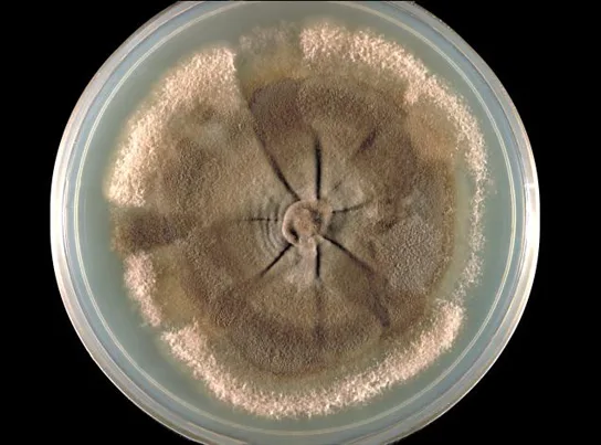 Photo of a light brown, wrinkled, disk-shaped fungal colony filling a Petri dish, with a hub-like indentation at its center and folds radiating outward like spokes, surrounded by a ring of powdery white-to-tan growth.