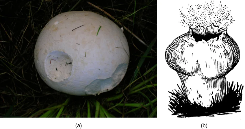 Two-panel figure: (a) a nighttime photo of a round, white puffball mushroom sitting in grass, its surface torn open in two places; (b) a black-and-white line drawing of a puffball in cross-section, its top ruptured open and a cloud of dots (spores) drifting upward from the opening.