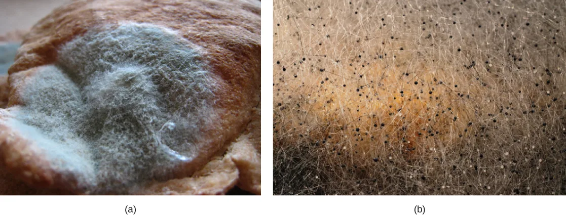 (a) A close-up photo of pale grayish-white fuzzy mold spreading over the crust of a piece of bread. (b) A close-up photo of many thin, hair-like fungal filaments studded with numerous small black dots against an orange-brown background.