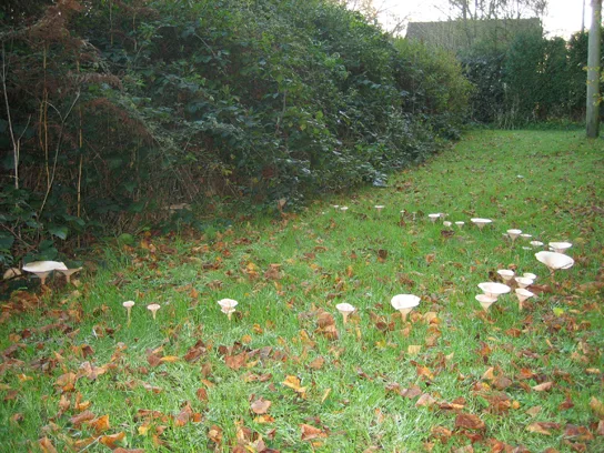 A photo of small white and tan toadstool mushrooms scattered in a curving line across a grassy lawn, forming part of a large ring, with a hedge and trees in the background.