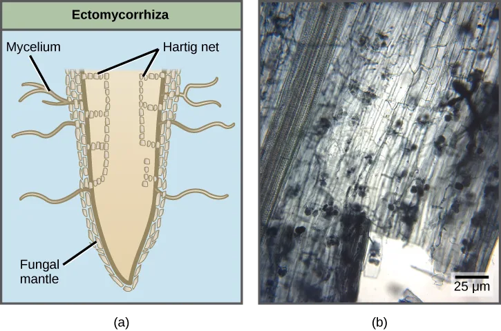A side-by-side comparison of two root–fungus interactions: (a) a labeled illustration of an ectomycorrhiza, whose fungal mantle and Hartig net stay outside and between the outer root cells, and (b) a micrograph of an arbuscular mycorrhiza, whose fungal structures penetrate into root tissue.