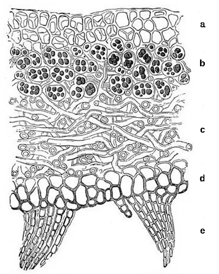 A textured pen-and-ink cross-section drawing of a lichen thallus, showing several horizontal bands of tissue stacked from a dense outer layer at top to root-like anchoring threads at bottom, each band labeled with a lowercase letter along the right edge.