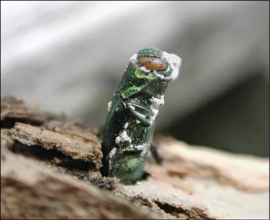 Photo shows a green, stump-shaped ash borer jutting from the bark of a tree with white fuzz (the parasitic fungus) on its body.