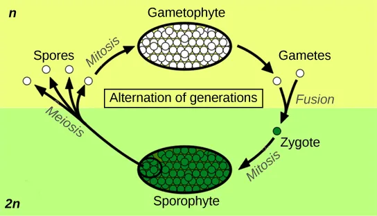 A life-cycle diagram titled 'Alternation of generations,' split into a pale-yellow haploid (n) band on top and a green diploid (2n) band on the bottom. Arrows run clockwise: spores undergo mitosis to form a gametophyte, which produces gametes; two gametes fuse to form a zygote, which undergoes mitosis to form a sporophyte; the sporophyte undergoes meiosis to produce spores again, completing the cycle.