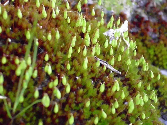A close, low-angle photo of green moss carpeted with dozens of slender, upright stalks, each tipped with a small teardrop-shaped green sporangium; a few reddish-brown, leafless moss stems are interspersed among them.