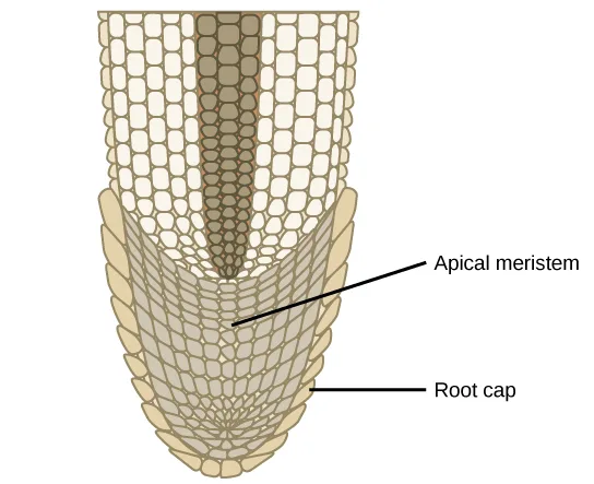 A labeled illustration of a root tip narrowing to a rounded point. A column of larger, rectangular cream-colored cells fills the tapering upper section and center, and a layer of smaller, curved, tan cells wraps around the sides and bottom of the rounded tip.