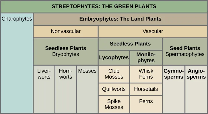A nested classification diagram of Streptophytes (green plants), dividing them into Charophytes and Embryophytes (land plants); land plants split into Nonvascular and Vascular groups, each subdivided down to individual plant lineages such as mosses, ferns, gymnosperms, and angiosperms.