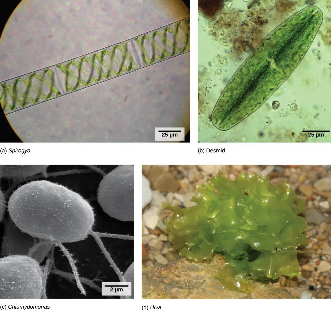 Light micrograph A shows rectangular Spirogyra cells linked in a chain. Light micrograph B shows an oval green desmid cell. Electron micrograph C shows egg-shaped Chlamydomonas cells attached to thin stalks. Photo D shows a colony of Ulva that resembles leaf lettuce.