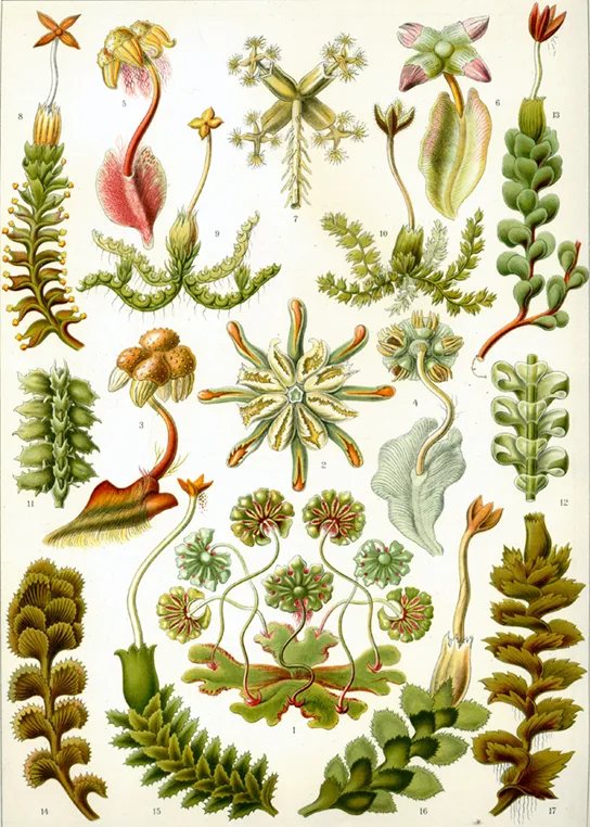 A hand-colored 1904 botanical plate arranging roughly seventeen numbered liverwort species in a grid: leafy, moss-like branching stems in the outer columns, flat lobed thalli, star-shaped and umbrella-topped rosettes, and cup-like structures through the middle, each form its own separate species with no labels beyond a small reference number.