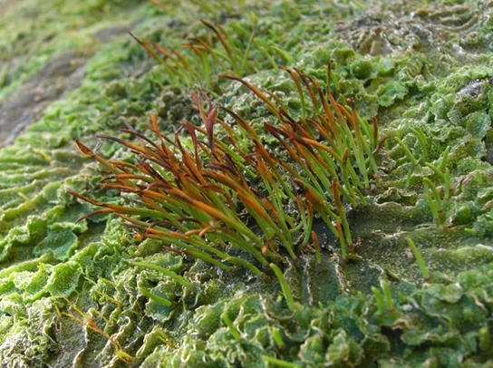 A close-up photo of a cluster of slender, upright hornwort sporophytes — green near the base, deepening to reddish-brown toward their tapering tips — rising from a wrinkled, dark-green thallus mat.
