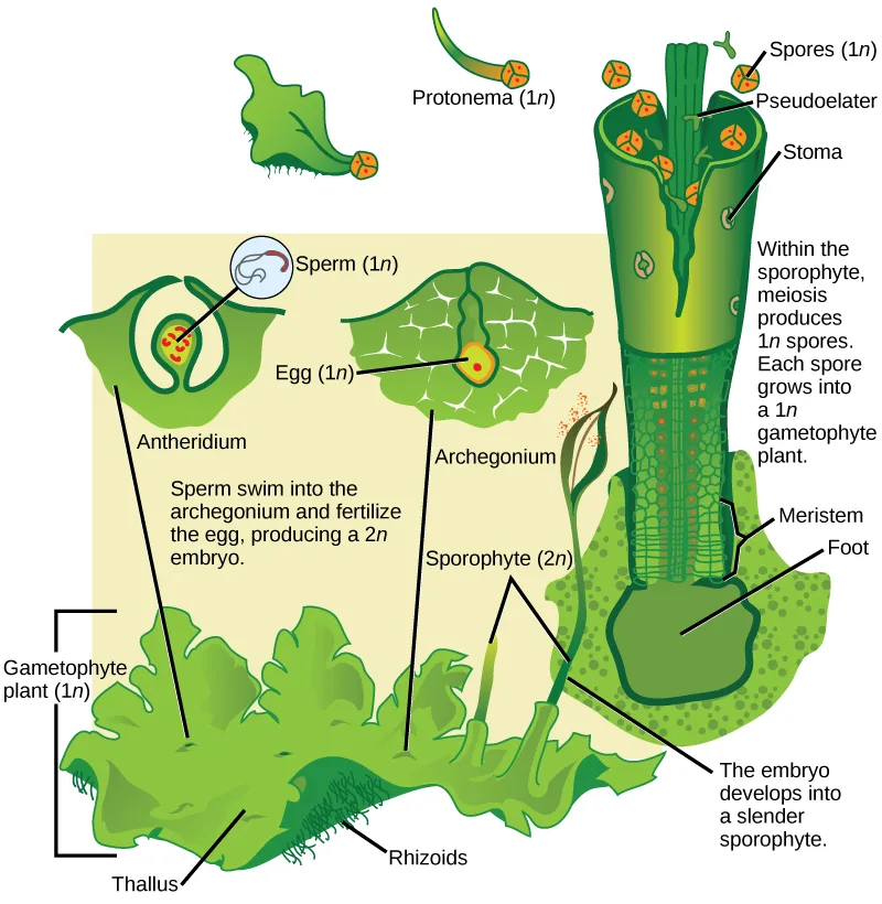 A labeled diagram of the hornwort life cycle: a flat gametophyte thallus with cutaway antheridia and archegonia on its underside, and a tall sporophyte tube rising from the thallus, splitting open at the tip to release spores.