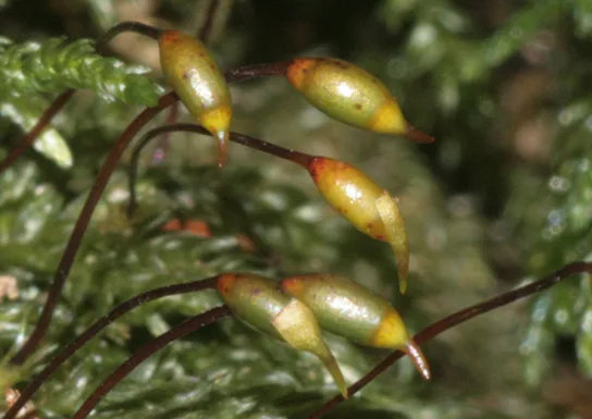 A close-up photo of several long, slender, arching moss setae, reddish-brown near the base and yellow-green toward the tip, each bearing an oval capsule; a lighter cap and remnants of a papery sheath are visible on some capsules.