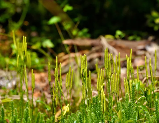 A cluster of slender, upright club-moss stalks, each tipped with a pale yellow-green, elongated, seed-like strobilus, growing among low ferny foliage.