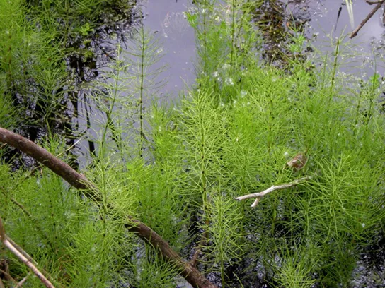 A dense stand of bushy, feathery-green horsetail stems rising out of dark, still marsh water, with a few bare branches lying across the surface.