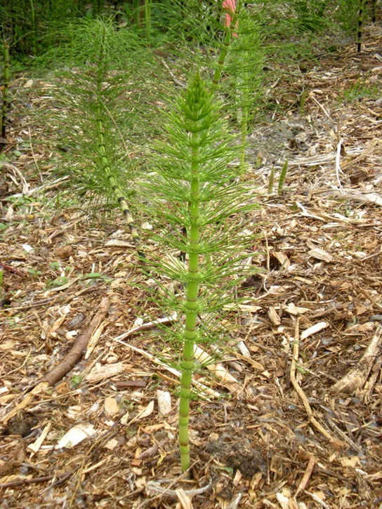 A single upright horsetail stem growing from bark mulch, its length ringed by evenly spaced joints from which whorls of thin, needle-like green leaves radiate outward.