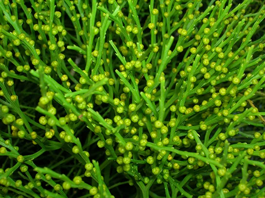 A dense mass of slender, dichotomously branching green whisk-fern stems, each stem studded with small round yellow-green knobs along its length.