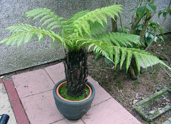A tree fern with a thick, dark, fibrous trunk topped by a spreading crown of large arching fronds, growing in a pot beside a stucco wall.