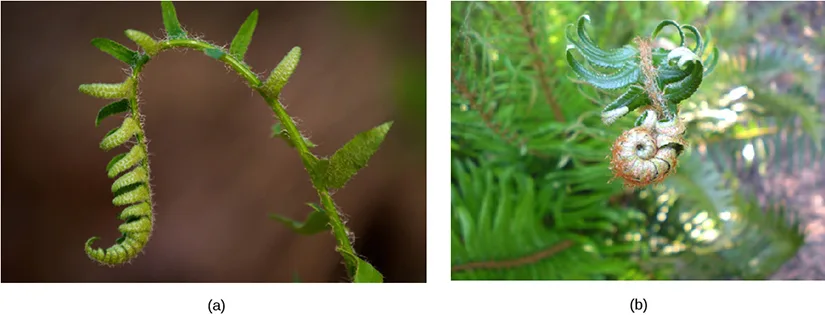 Two side-by-side photos of fern fiddleheads: (a) a single hairy green frond tip curled tightly into a spiral hook; (b) a fiddlehead still coiled into a rounded, snail-like knot, hanging among unfurled fronds.