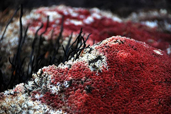 A dense, bumpy mound of Sphagnum moss, its exposed upper surface deep red and its shaded underside pale grey-white, with dark, thread-like dead stems poking through.