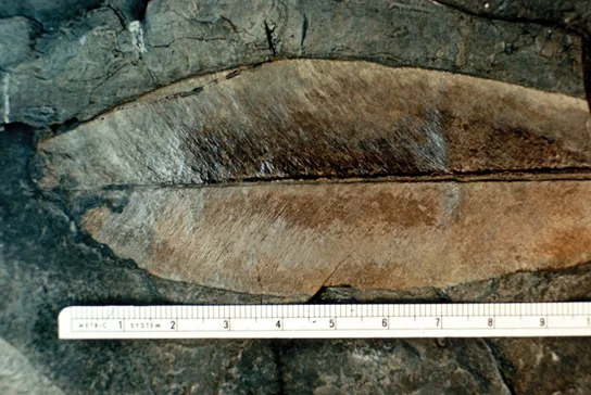 A close-up photo of a fossilized leaf more than ten centimeters long, brown and feather-shaped, with a metric ruler laid beside it for scale.