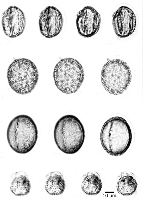 A micrograph collage of fourteen fossilized pollen grains arranged in four rows, each row a different kind: the top row shows four oval grains with two lengthwise ridges; the second row shows three round, densely spiny or pitted grains; the third row shows three oval grains crossed by a single straight furrow; the bottom row shows four small, round, faintly speckled grains, beside a 10 µm scale bar.