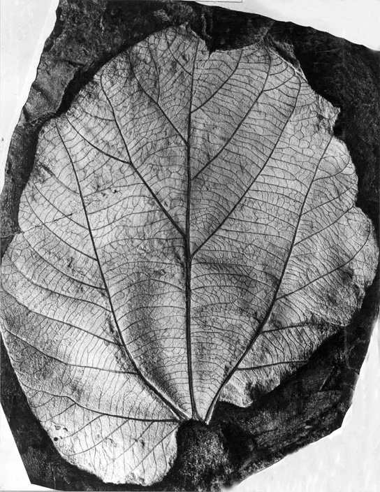 A black-and-white photo of a fossilized leaf imprint that looks much like a modern teardrop-shaped leaf, its network of branching veins clearly visible against the surrounding rock.