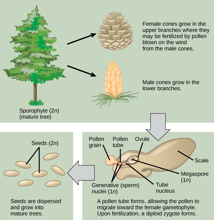 A three-panel flow diagram: a wide top panel with a mature pine tree and arrows to a female cone and a male cone; a gray arrow down to a cutaway of a cone scale showing a pollen tube growing toward an ovule, with labeled pollen and sperm nuclei; and a gray arrow left to a scatter of loose seeds, closing the cycle back to the tree.