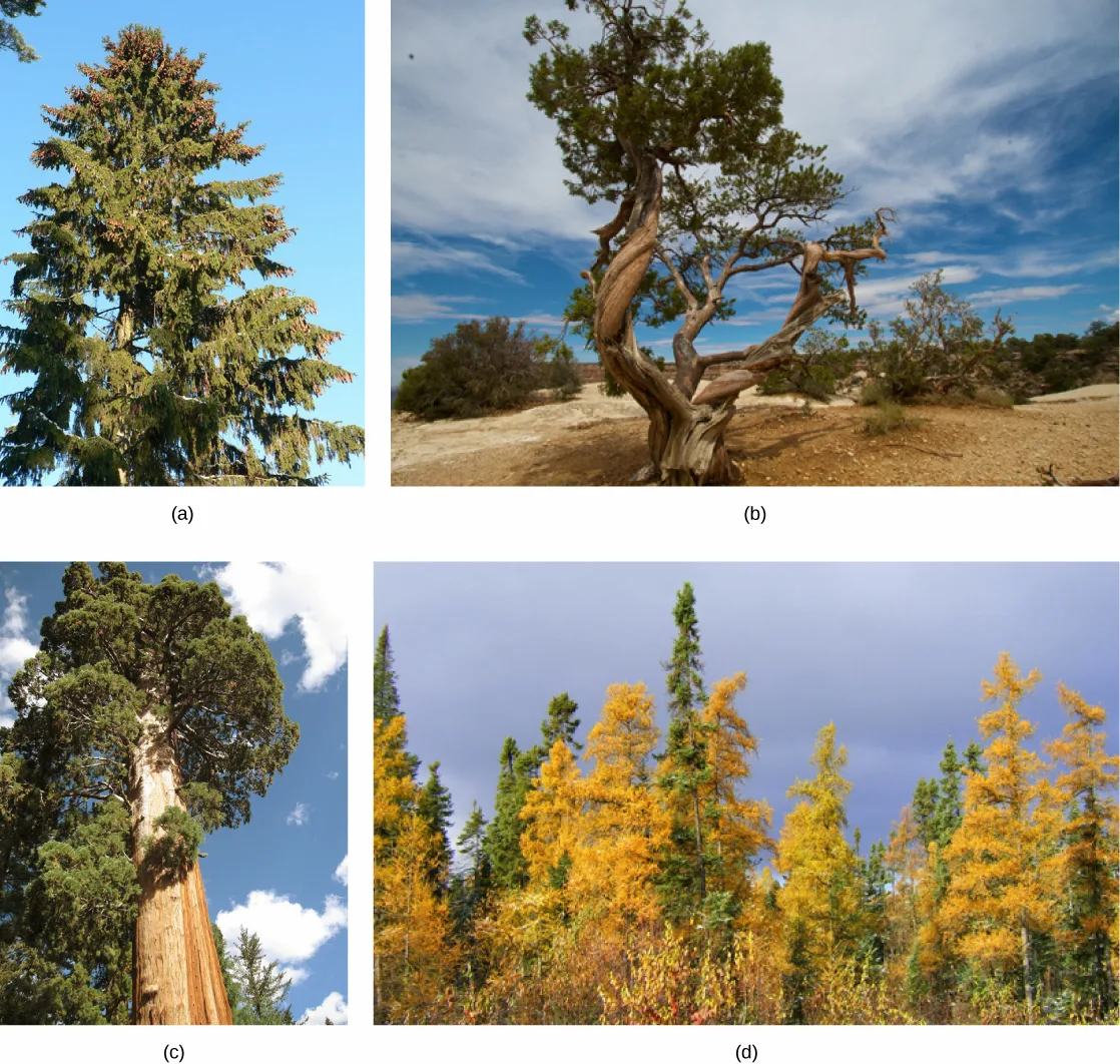 Four photos of conifers: (a) a tall evergreen spruce covered in cones, (b) a gnarled juniper trunk in a rocky, arid landscape, (c) a broad-trunked sequoia towering over surrounding trees, and (d) a stand of tamarack conifers with yellow autumn needles.