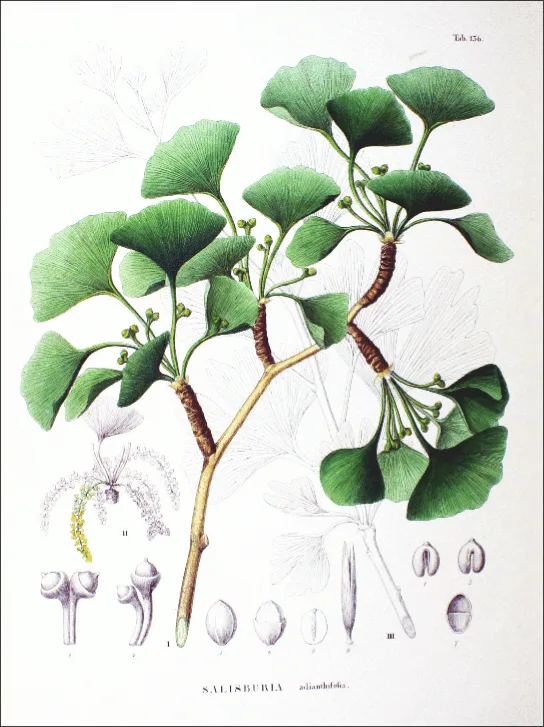 A colored 19th-century botanical plate of a Ginkgo biloba branch with several fan-shaped leaves and small round fruits, plus smaller inset drawings below of individual leaves, a flower cluster, and cross-sections of the fruit.