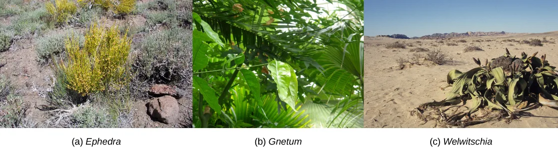 Three photos of gnetophytes: (a) a short, scrubby yellow-branched shrub in a dry, gravelly landscape; (b) broad, teardrop-shaped green leaves growing in dense foliage; and (c) a low plant with long, flat leaves radiating along desert sand from a central crown bearing dark, dry, cone-like growths.