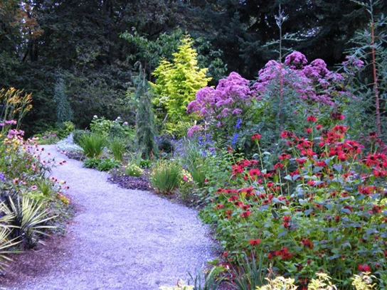 A gravel garden path curves between dense plantings of purple, pink, red, and yellow-green flowering shrubs and perennials, with tall conifers in the background.