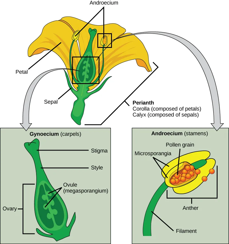 A labeled diagram of a yellow, trumpet-shaped flower with two boxed regions — the central carpel and a lobe of the anther — each enlarged below into a shaded panel: the gynoecium showing stigma, style, ovary, and ovules, and the androecium showing the anther's pollen grains, microsporangia, and filament.