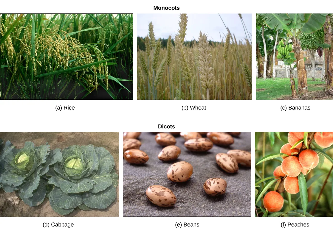 Two labeled rows of photos: 'Monocots' above (a) a rice paddy with drooping grain heads, (b) a wheat field with pale golden seed heads, and (c) banana trees hung with bunches of green bananas; 'Dicots' above (d) a bed of pale-green cabbage heads, (e) scattered brown speckled beans, and (f) clusters of ripe orange peaches on a branch.