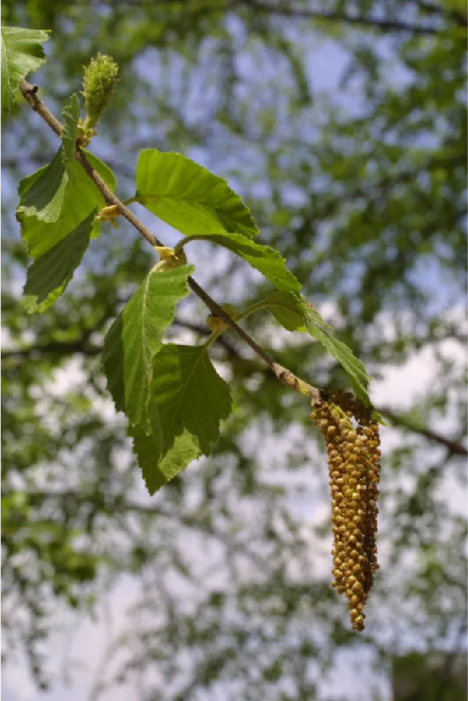 A leafy birch branch in sunlight, with a single long, dangling, yellow-brown male inflorescence hanging from its underside and a small, upright, still-closed female inflorescence near the branch tip.