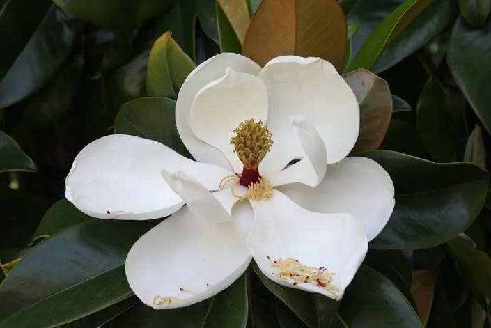 A close-up of a large, fully open white magnolia flower with six broad petal-like tepals surrounding a maroon-tipped, cone-shaped center covered in yellow anthers and thread-like stamens, some already shed and browning.