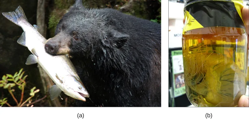 A two-part photo. Part (a): a black bear holds a large fish crosswise in its jaws. Part (b): a hand holds up a glass jar with a yellow lid, containing a preserved animal heart in amber liquid with several long, pale, threadlike worms extending from it.