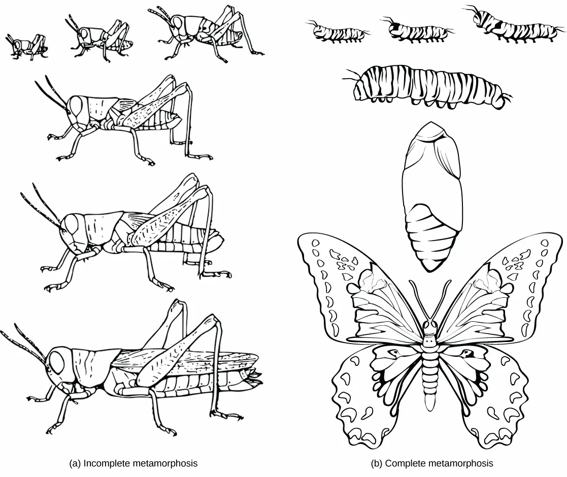 A side-by-side illustration of two insect life histories. Column (a), incomplete metamorphosis: six grasshoppers drawn small to large, the first three wingless and immature, the last a fully winged adult. Column (b), complete metamorphosis: three small caterpillars increasing in size, one large caterpillar, an upright pupal case, and a fully winged adult butterfly.