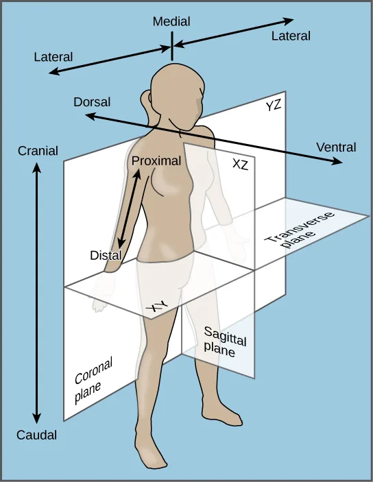 A drawn human figure on a blue background intersected by three shaded planes meeting at right angles through the body, with double-headed arrows labeling the axes medial/lateral, dorsal/ventral, cranial/caudal, and proximal/distal on one raised arm.